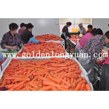 Shandong Nouvelle récolte de carottes fraîches Nouvelle culture